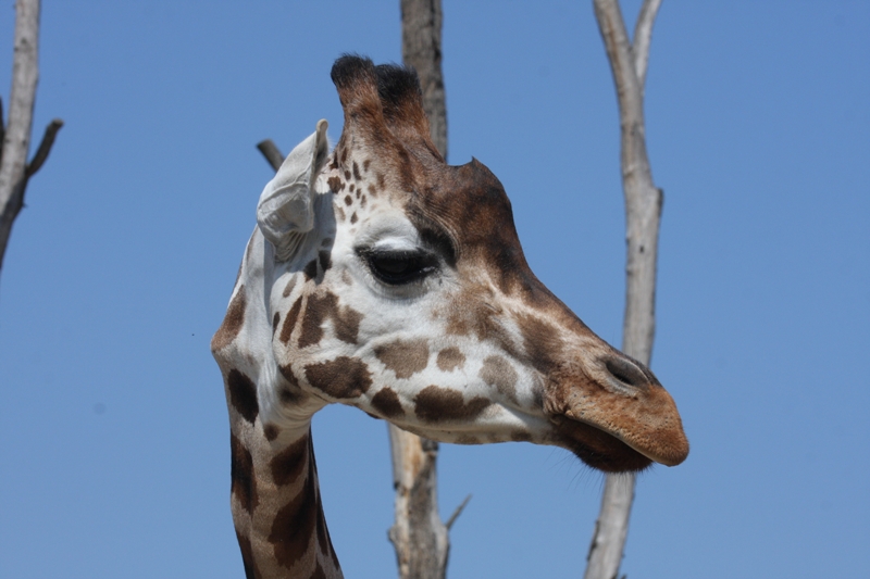 Žirafa Rothschildova Nora, foto (c) Jiří Trojánek, Zoo Praha